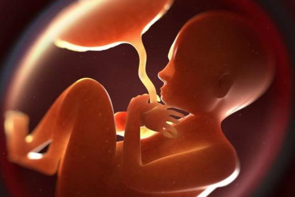 Imatge d'un fetus / Foto: ISGlobal
