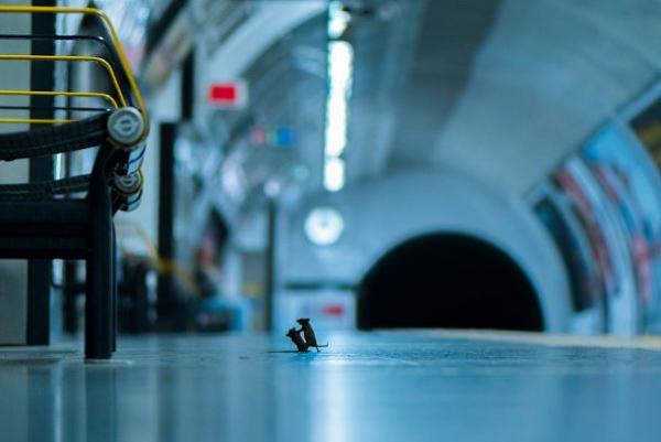 Aquesta imatge, feta al Metro de Londres, ha guanyat el premi del públic als Wildlife Photographer of the Year / Foto: Sam Rowley