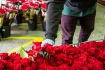 Recepció de les roses al magatzem central de TMB / Foto: Pep Herrero (TMB)